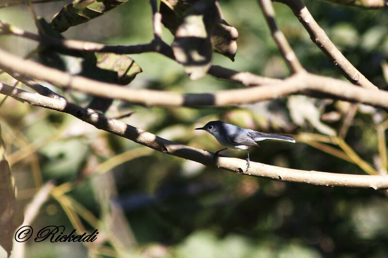 Blue-grey Gnatcatcher