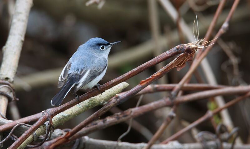 Gobemoucheron gris-bleu