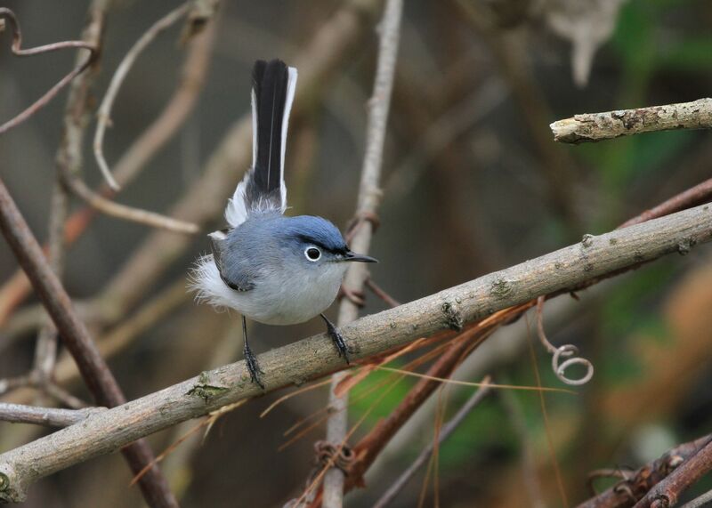 Gobemoucheron gris-bleu