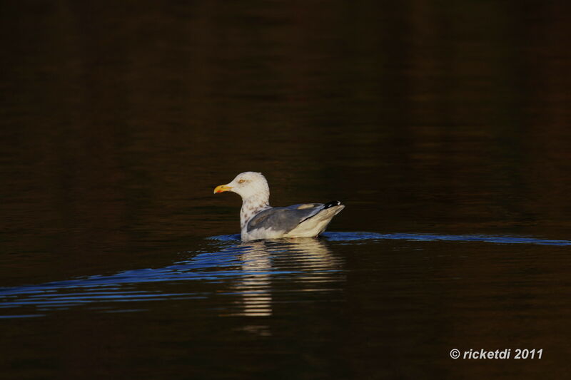 American Herring Gull