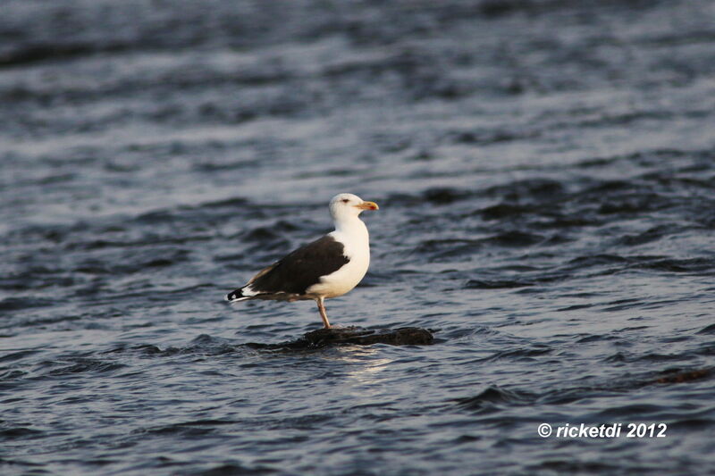 Great Black-backed Gull