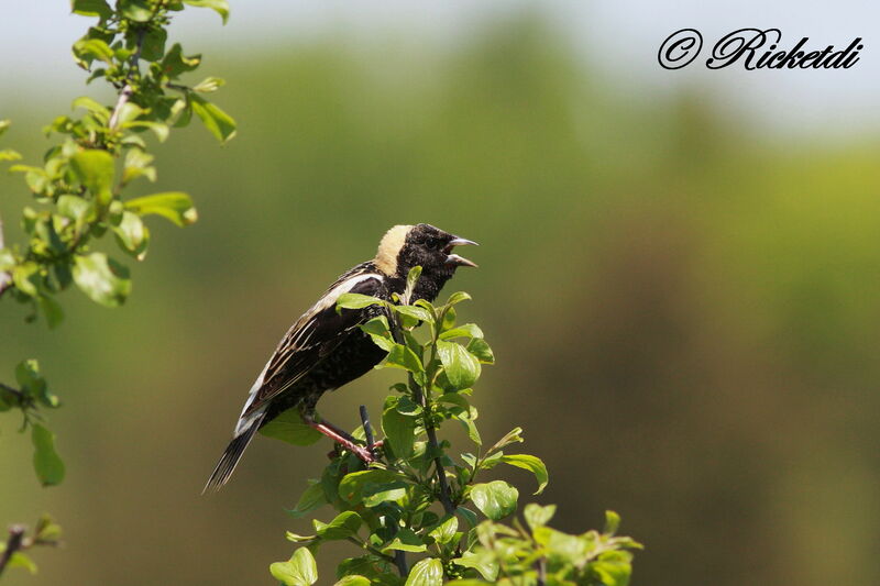 Bobolink