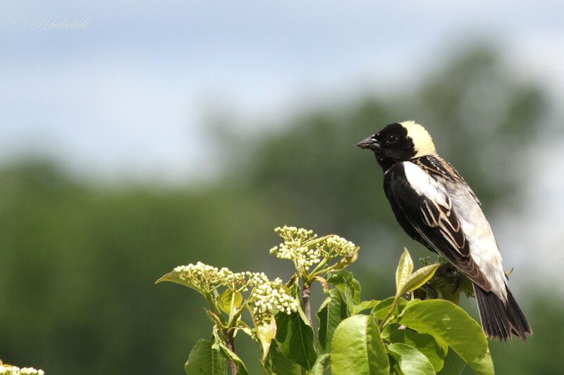 Bobolink male