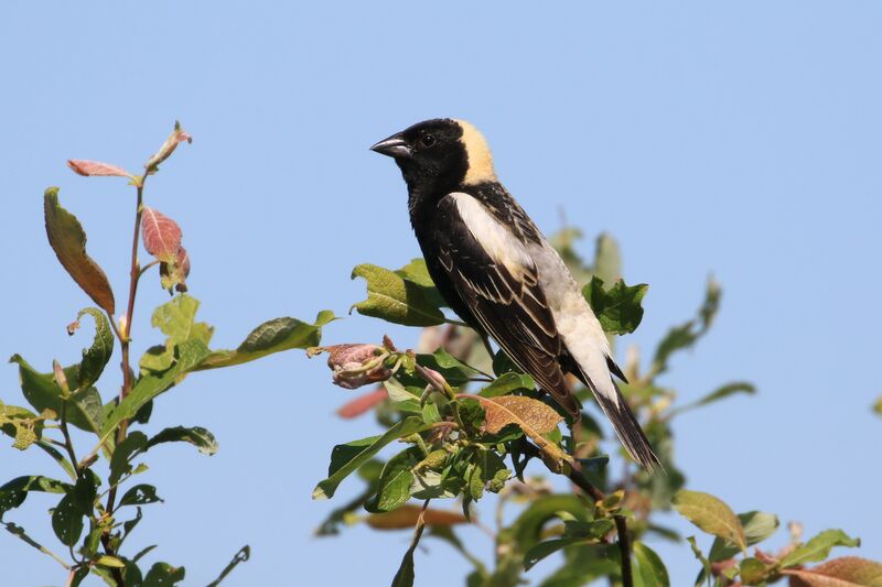 Bobolink