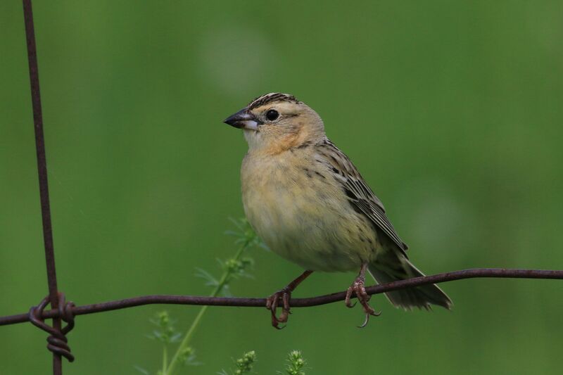 Bobolink female