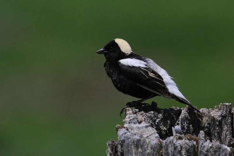 Goglu des prés mâle