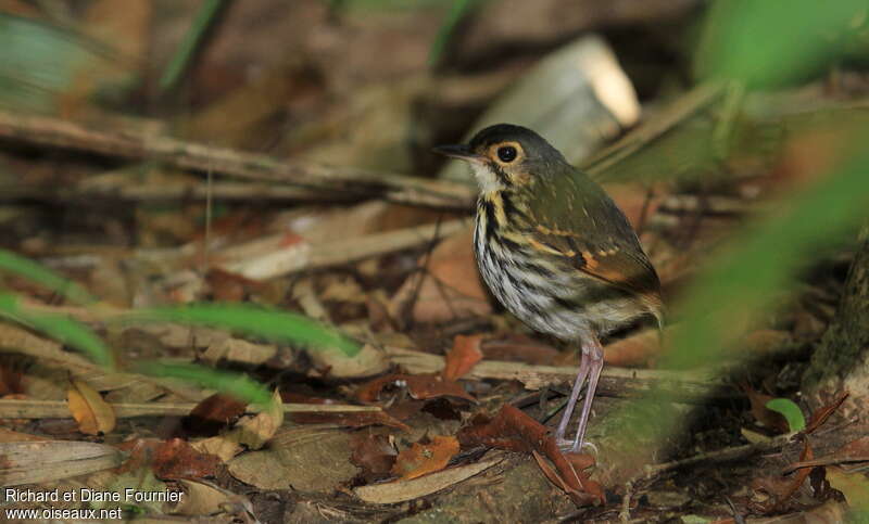 Streak-chested Antpittaadult, identification