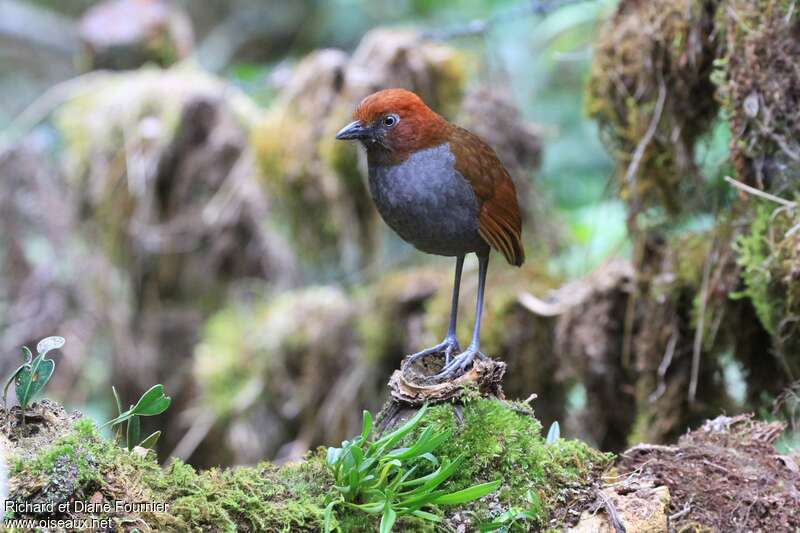 Chestnut-naped Antpittaadult, Behaviour