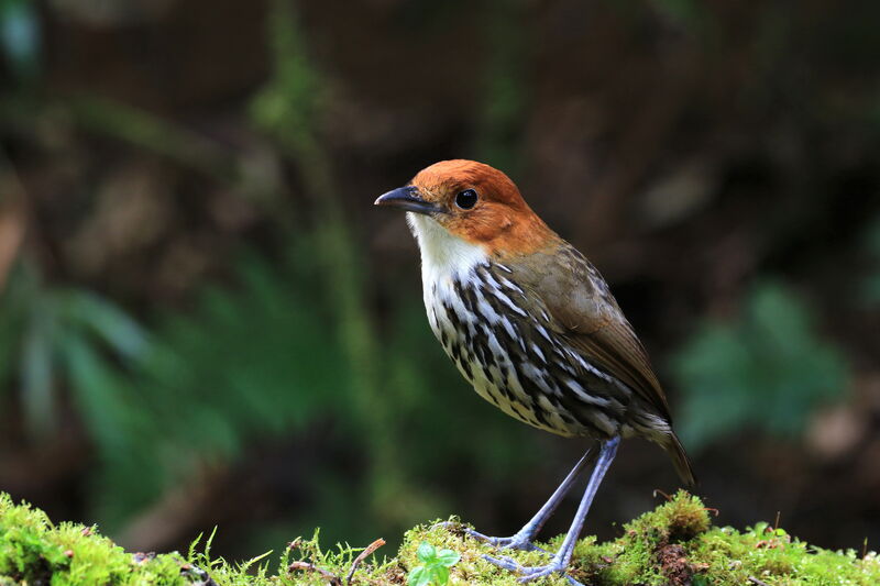 Chestnut-crowned Antpitta