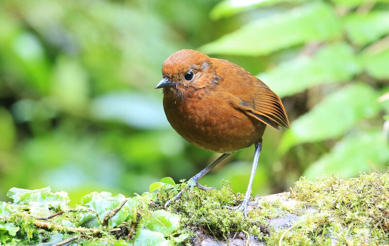 Chami Antpitta