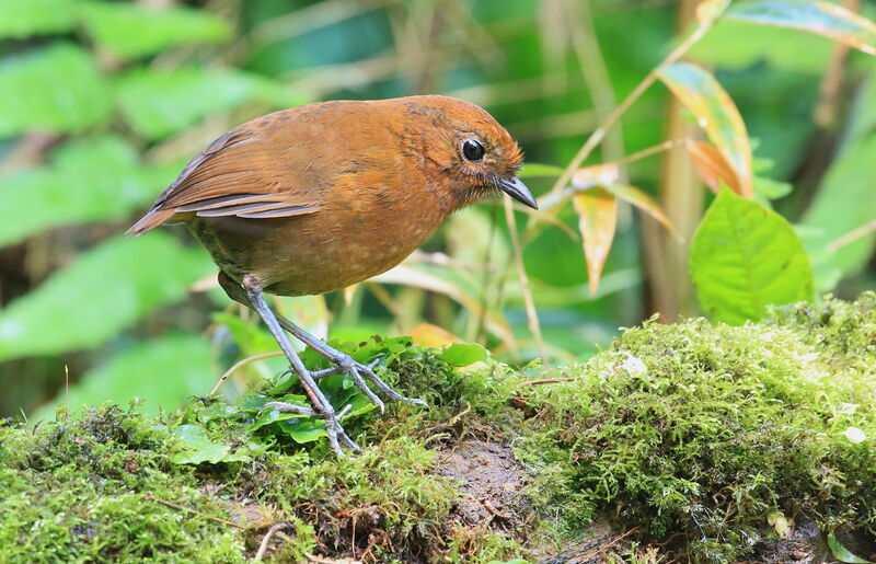 Chami Antpitta