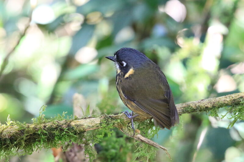 Crescent-faced Antpitta