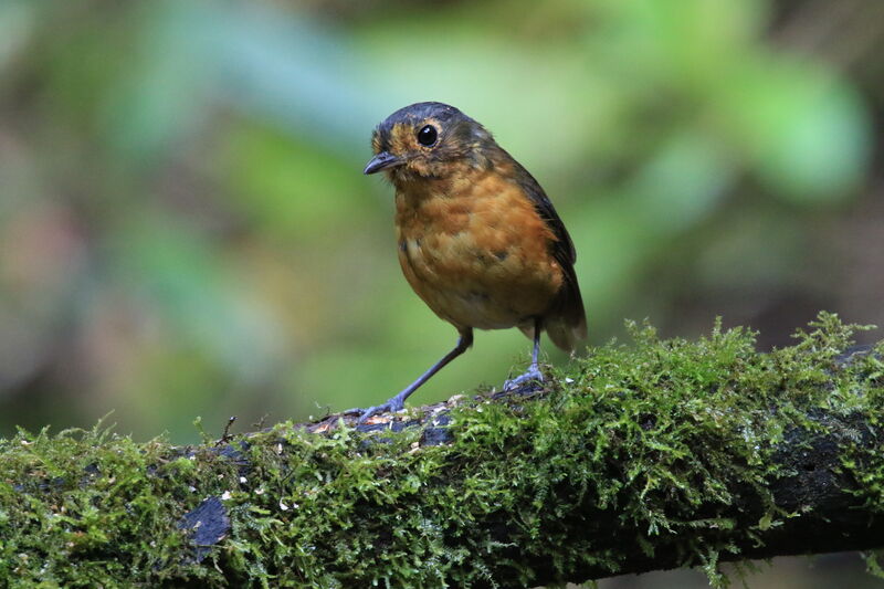 Slaty-crowned Antpitta