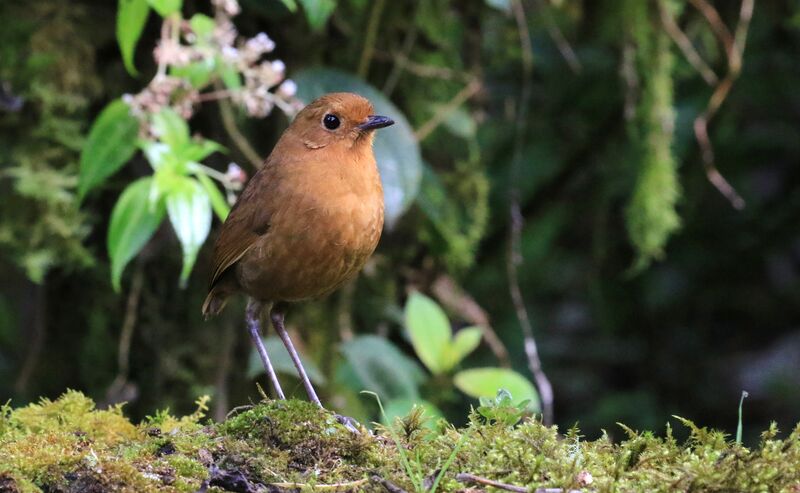 Muisca Antpitta