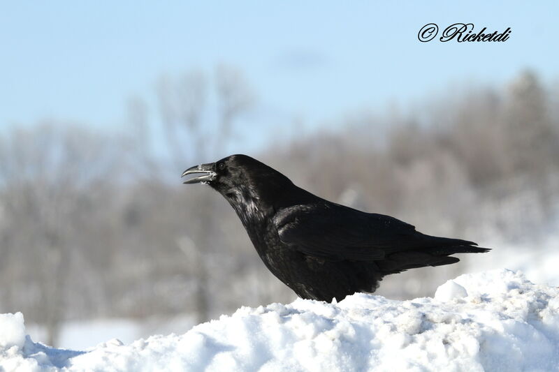 Grand Corbeau