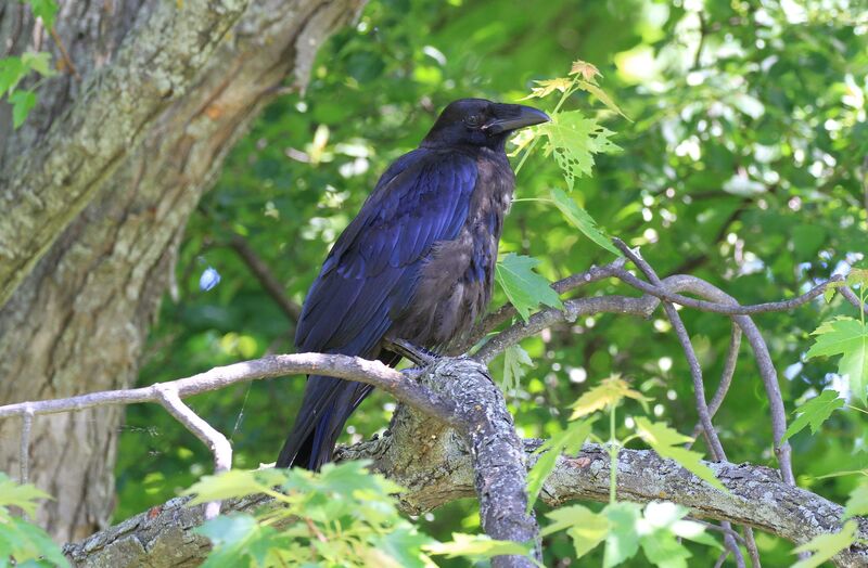 Northern Ravenjuvenile