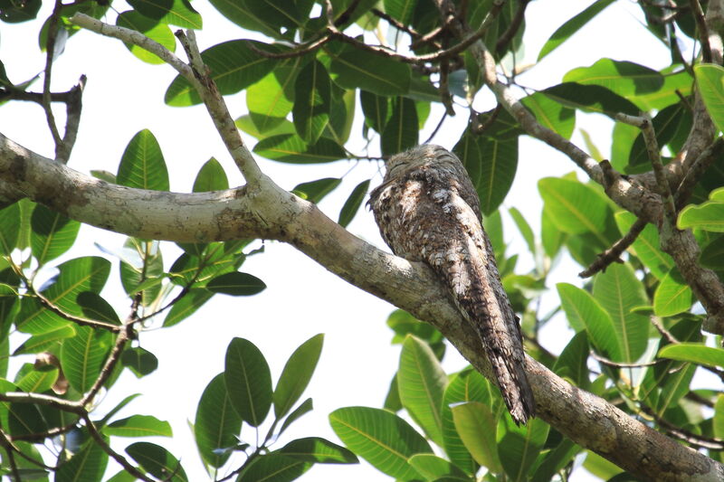 Great Potoo