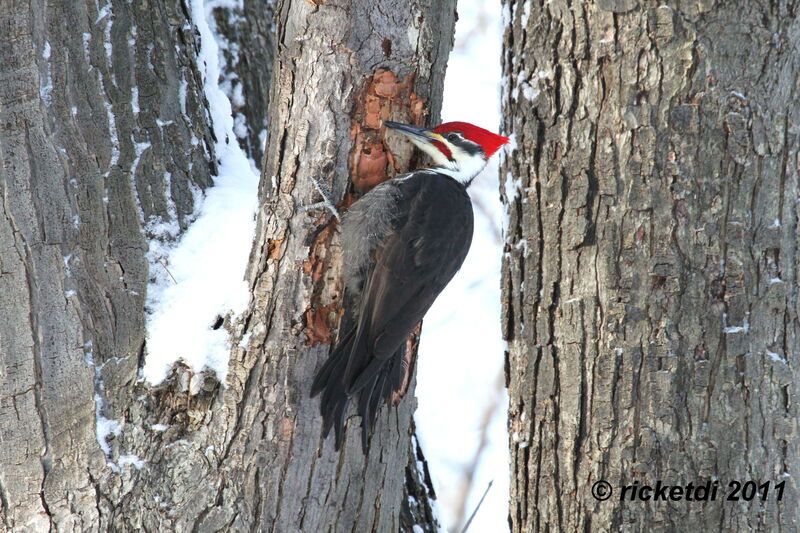 Pileated Woodpecker male