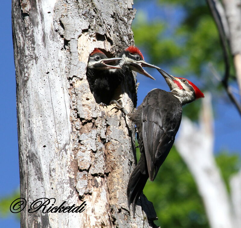 Pileated Woodpecker