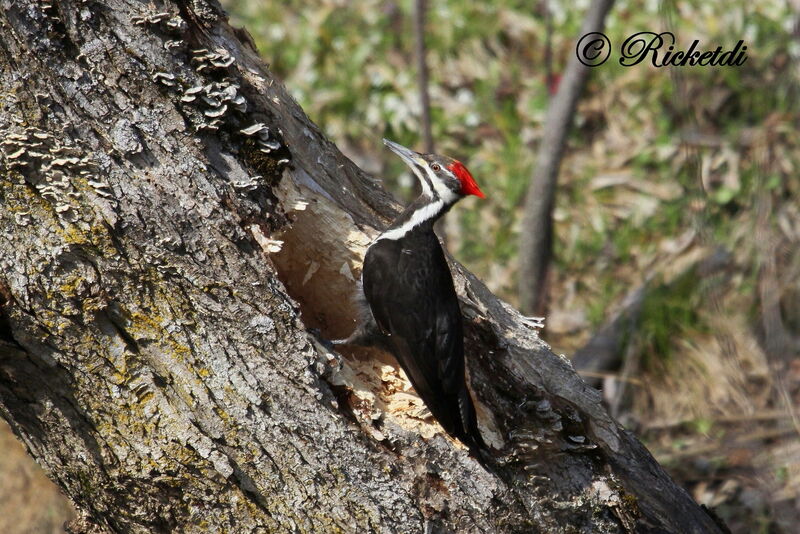 Pileated Woodpecker female