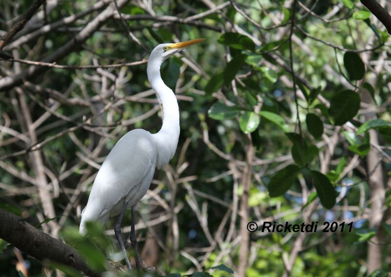 Grande Aigrette