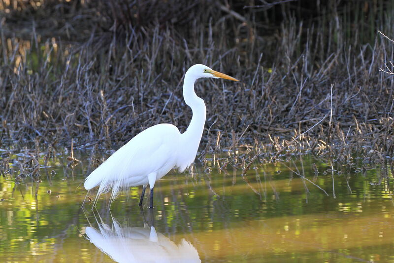 Grande Aigrette