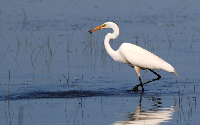 Great Egret