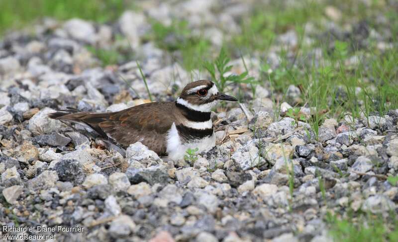 Killdeer male adult breeding, Reproduction-nesting