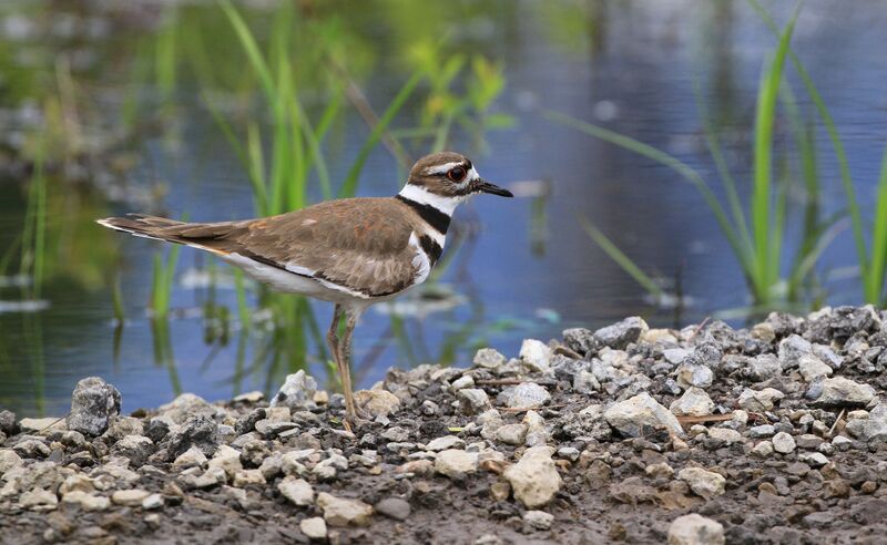 Killdeer