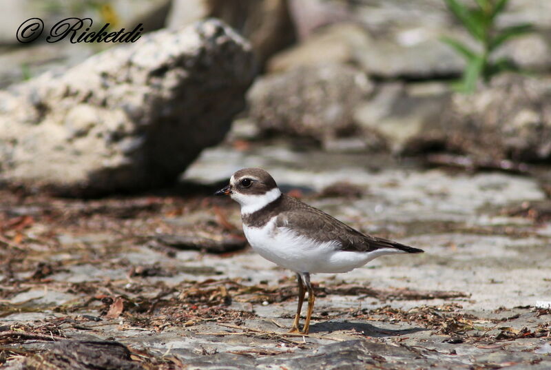 Semipalmated Plover