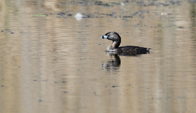 Pied-billed Grebe