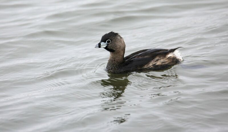 Pied-billed Grebe