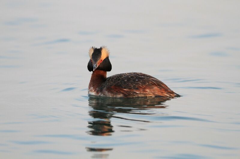 Horned Grebe