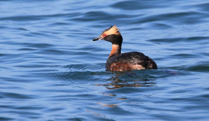 Horned Grebe