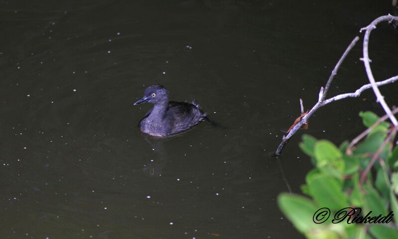 Least Grebe