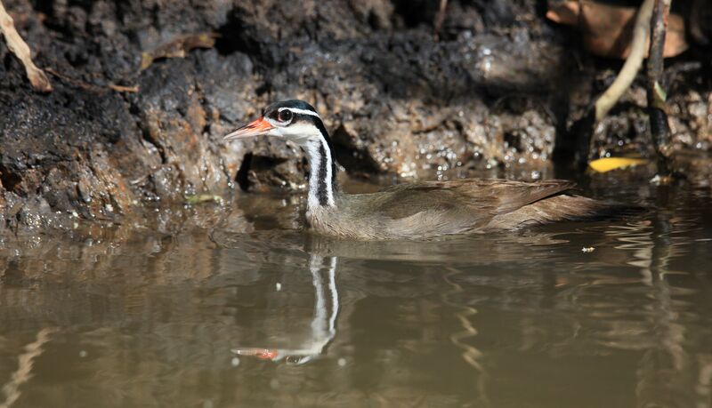 Sungrebe