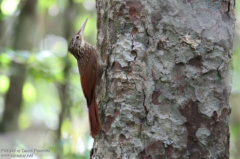 Grimpar à bec ivoire, identification