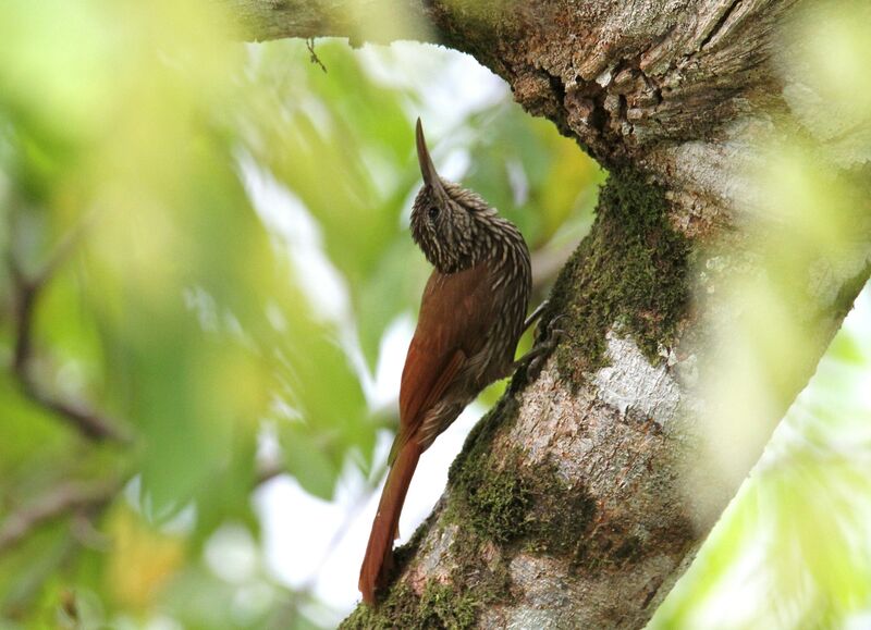 Streak-headed Woodcreeper