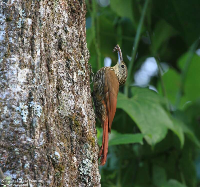 Grimpar mouchetéadulte, identification