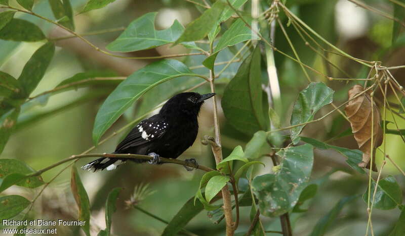 Dot-winged Antwren male adult