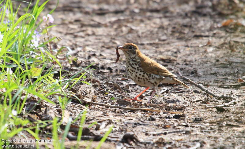 Wood Thrushadult, feeding habits