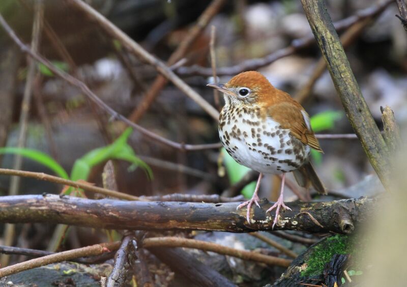 Wood Thrush