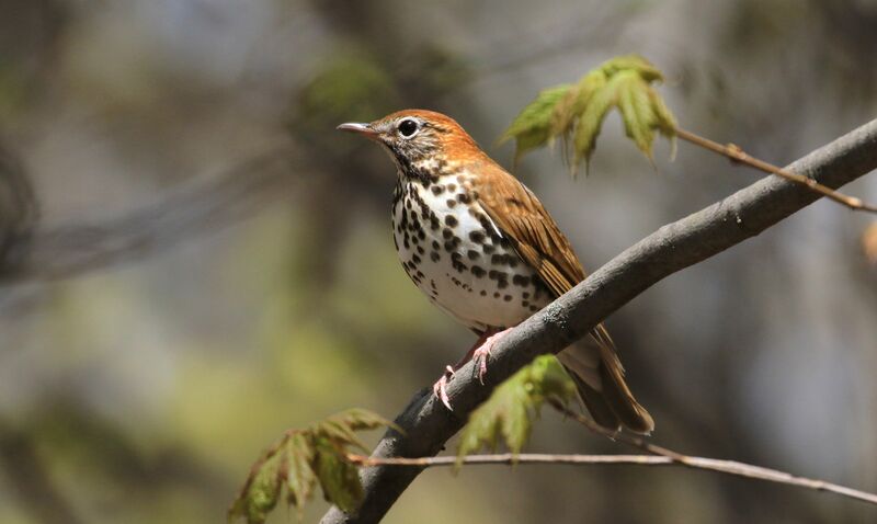 Wood Thrush