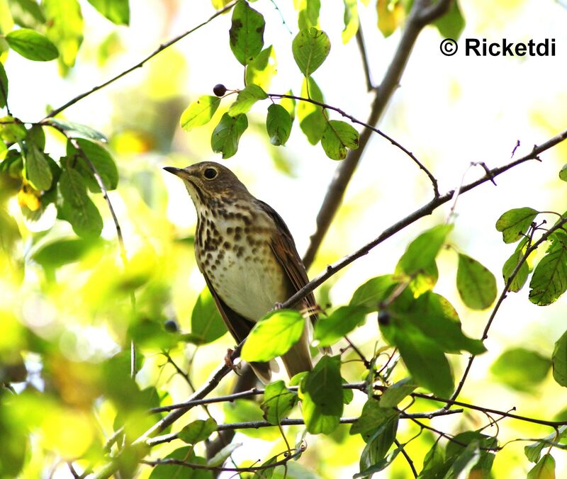 Hermit Thrush