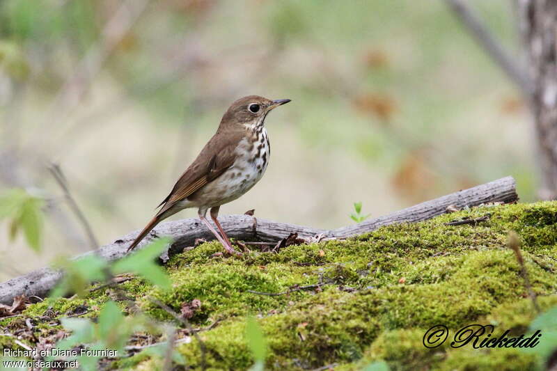 Grive solitaireadulte, identification