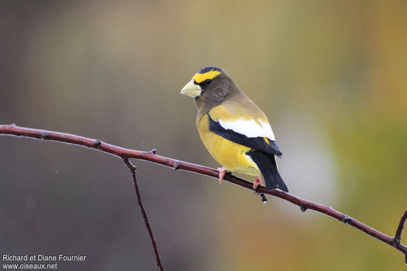 Grosbec errant, identification