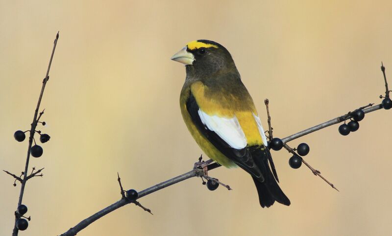 Evening Grosbeak male