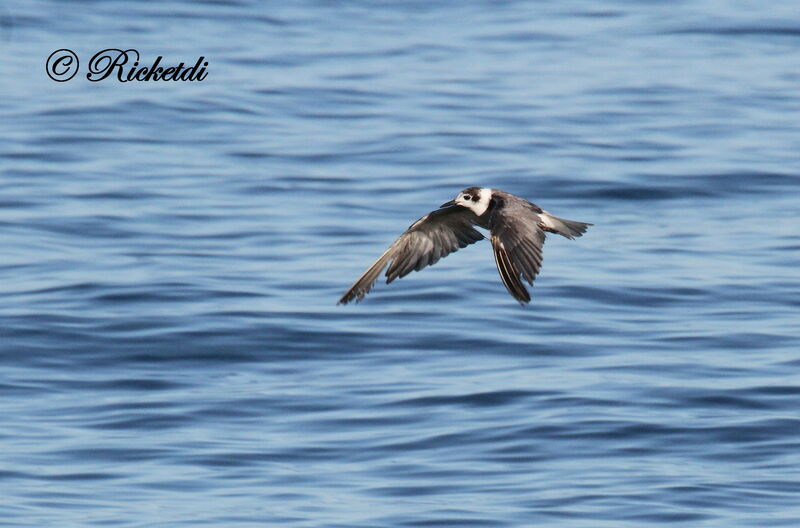 Black Tern