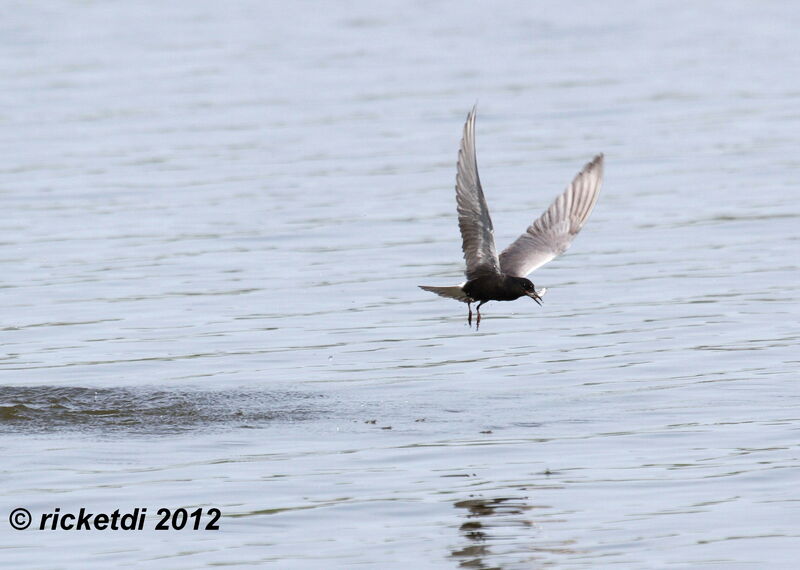 Black Tern