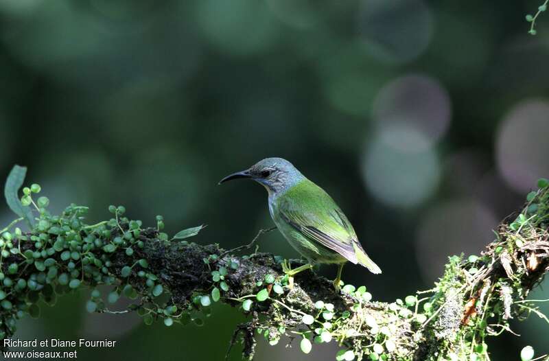 Shining Honeycreeper female adult